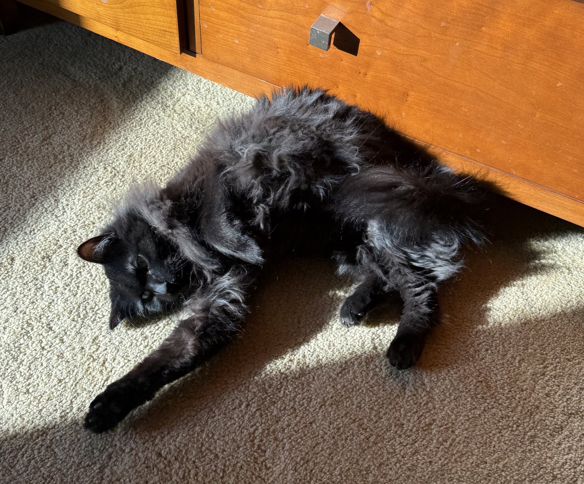 Primrose Alaska 🌺❄️ tweet media