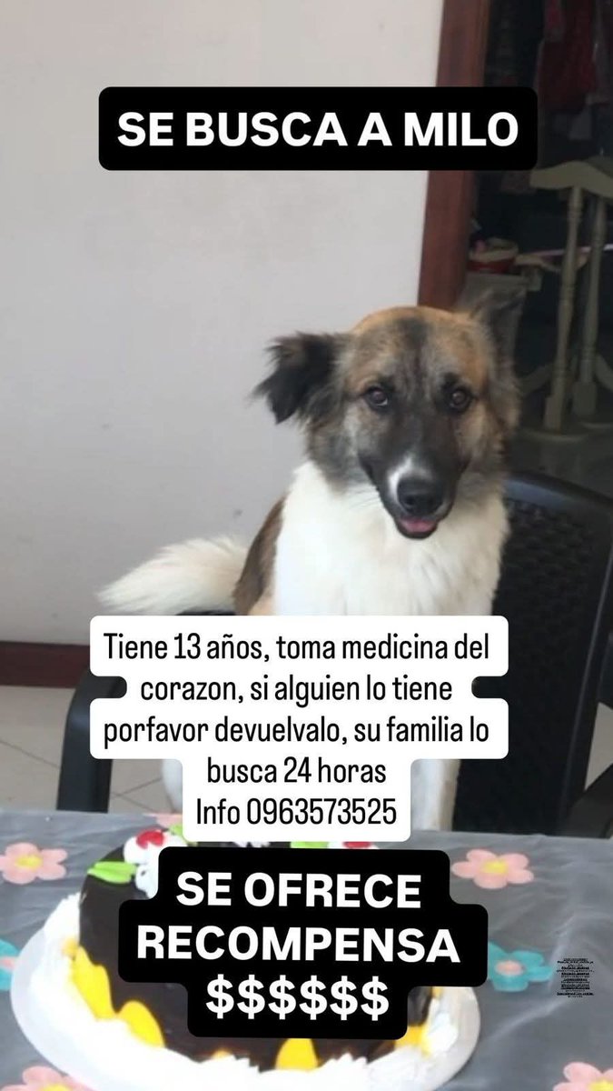 #Machala
Servicio social
Ayúdanos a encontrar a Milo