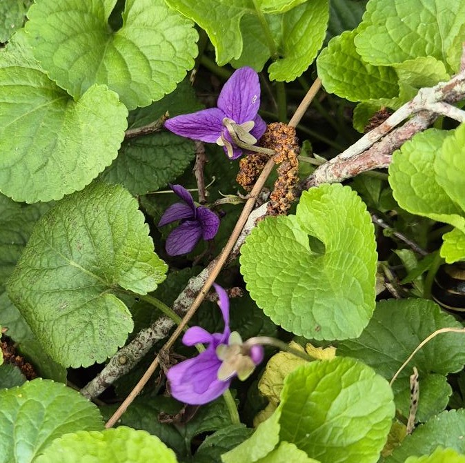 ThamesPathNT's tweet photo. Purple flowers of Sweet Violets, pink flowers of red dead-nettle (a mint species!) and yellow flowers of coltsfoot for a colourful #wildflowerhour from the #ThamesPath in Oxford this afternoon #noticingnature
@wildflower_hour https://t.co/gAnxPov4cN
