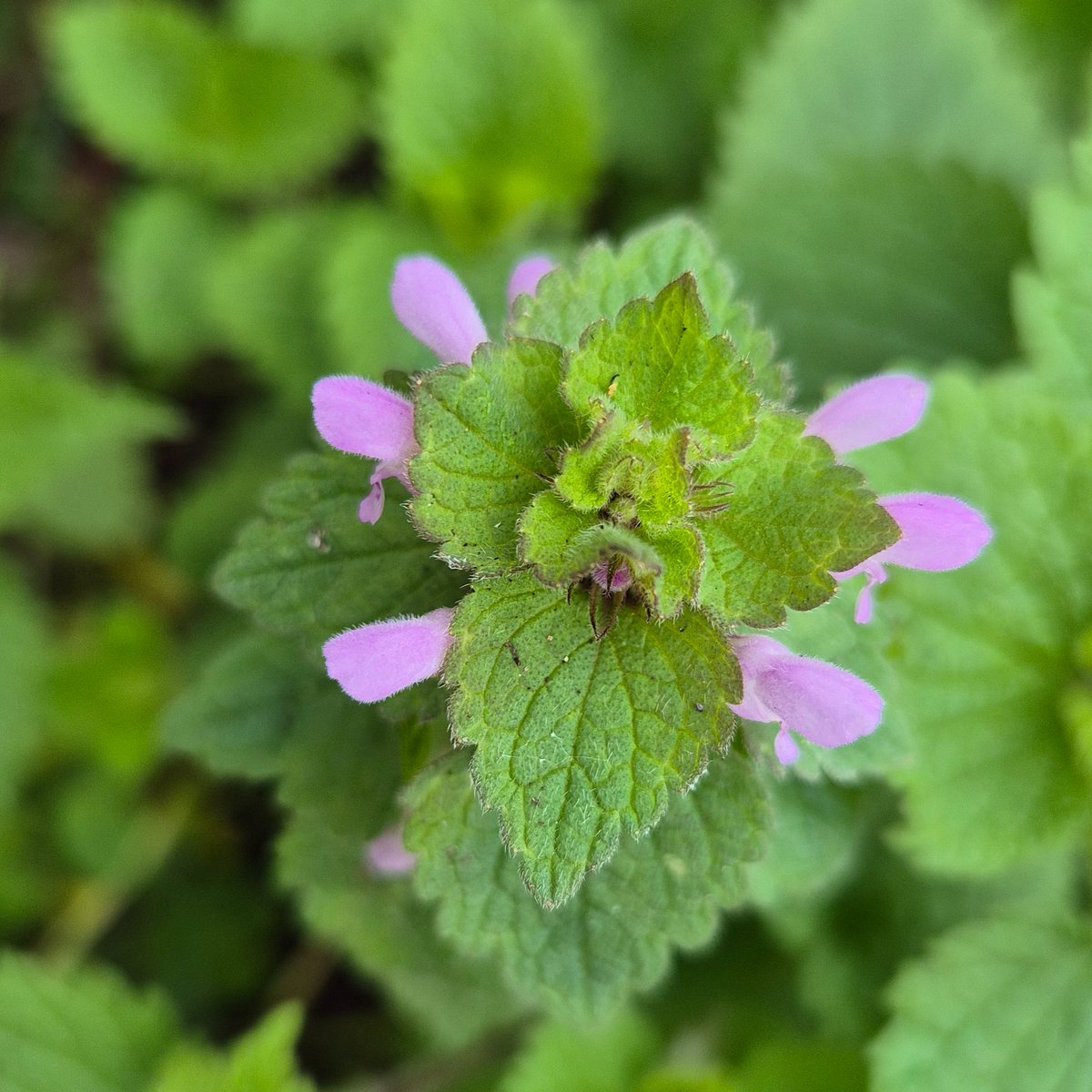 ThamesPathNT's tweet photo. Purple flowers of Sweet Violets, pink flowers of red dead-nettle (a mint species!) and yellow flowers of coltsfoot for a colourful #wildflowerhour from the #ThamesPath in Oxford this afternoon #noticingnature
@wildflower_hour https://t.co/gAnxPov4cN