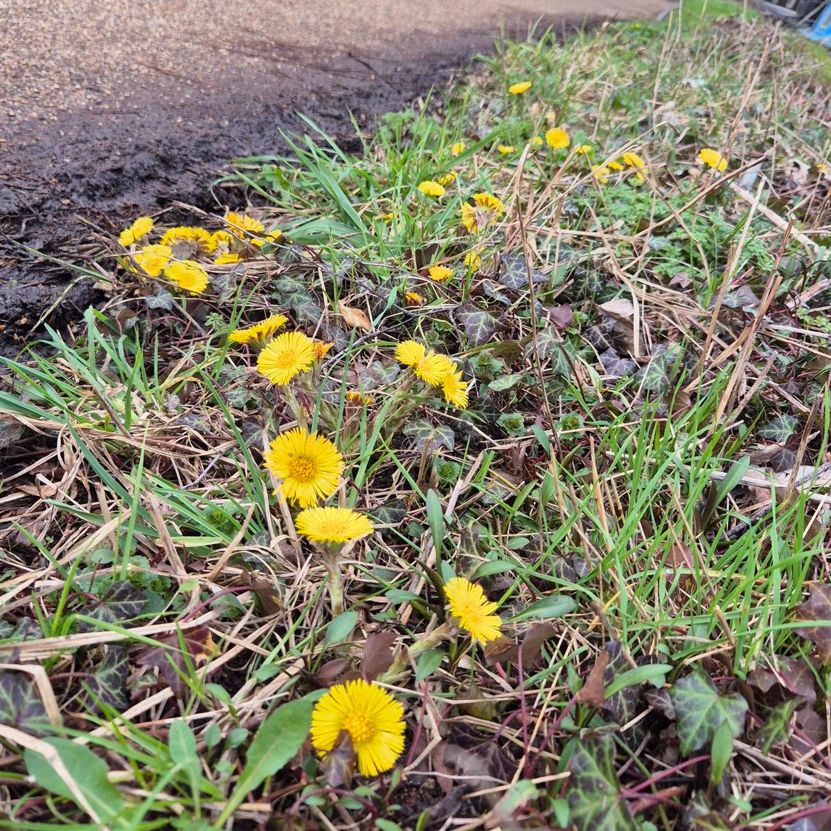 ThamesPathNT's tweet photo. Purple flowers of Sweet Violets, pink flowers of red dead-nettle (a mint species!) and yellow flowers of coltsfoot for a colourful #wildflowerhour from the #ThamesPath in Oxford this afternoon #noticingnature
@wildflower_hour https://t.co/gAnxPov4cN