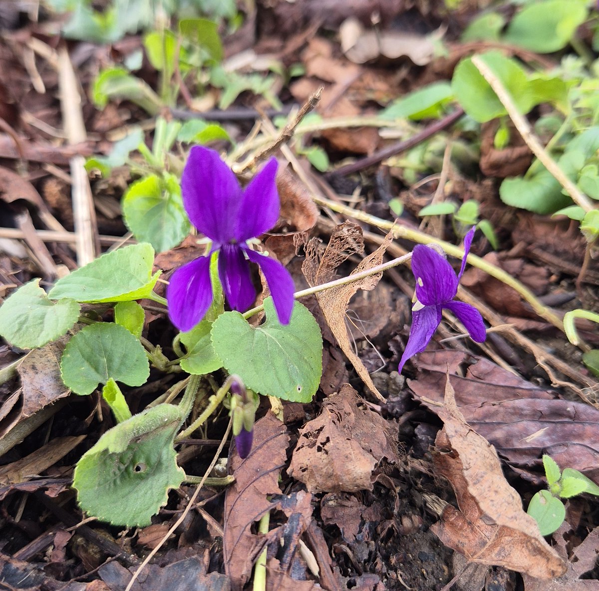 ThamesPathNT's tweet photo. Purple flowers of Sweet Violets, pink flowers of red dead-nettle (a mint species!) and yellow flowers of coltsfoot for a colourful #wildflowerhour from the #ThamesPath in Oxford this afternoon #noticingnature
@wildflower_hour https://t.co/gAnxPov4cN