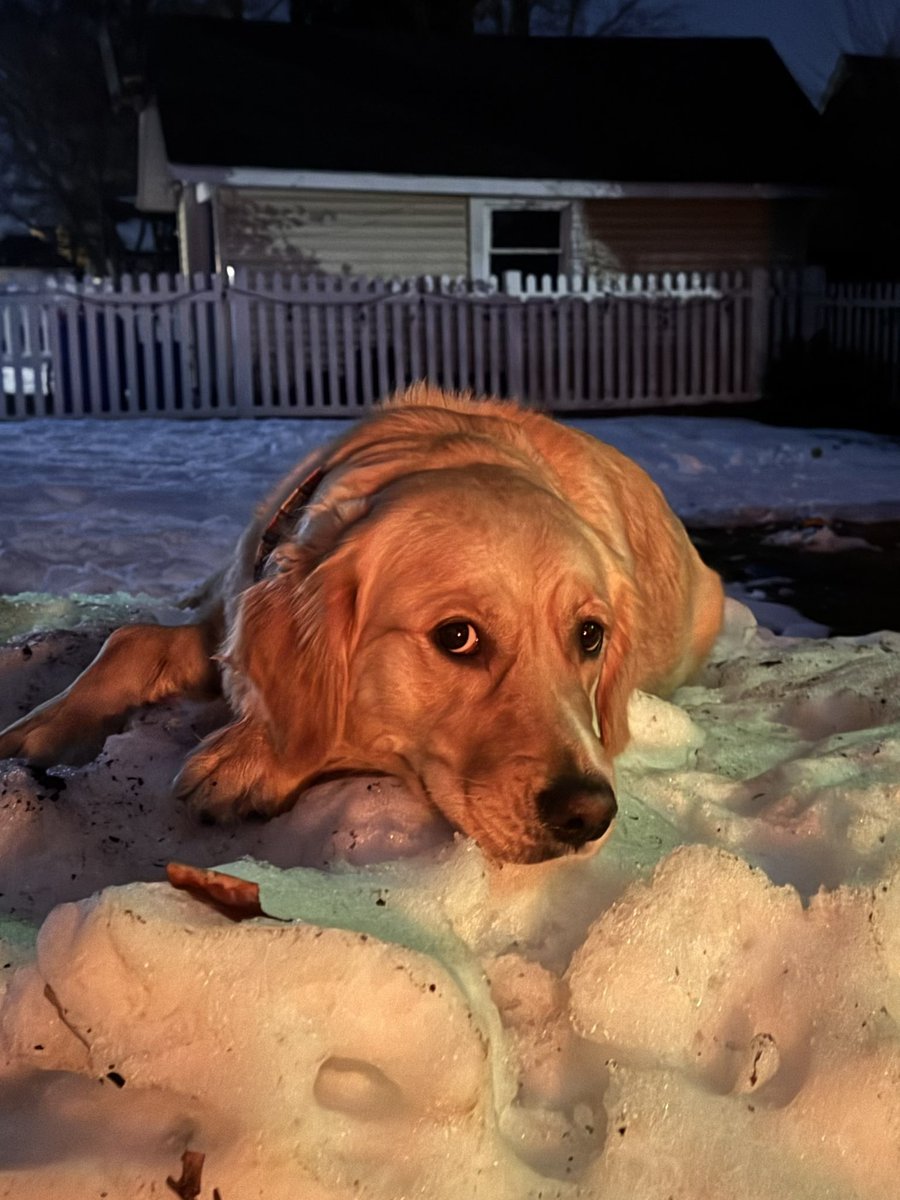 Hamilton Bones tweet media