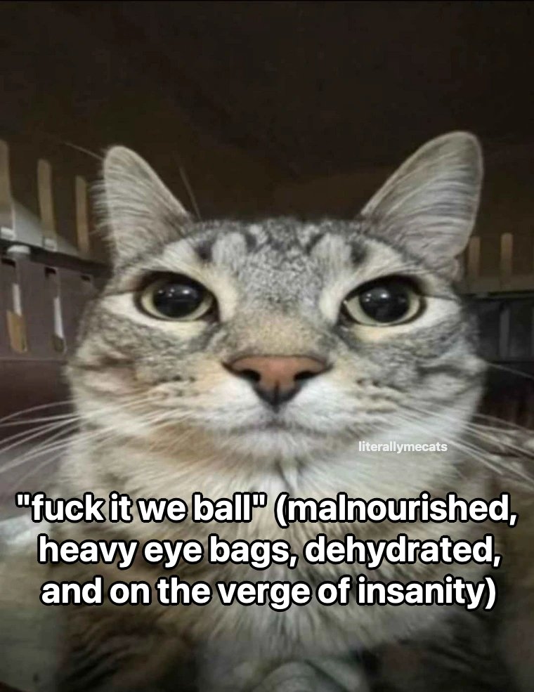 LiterallyMeCats tweet media