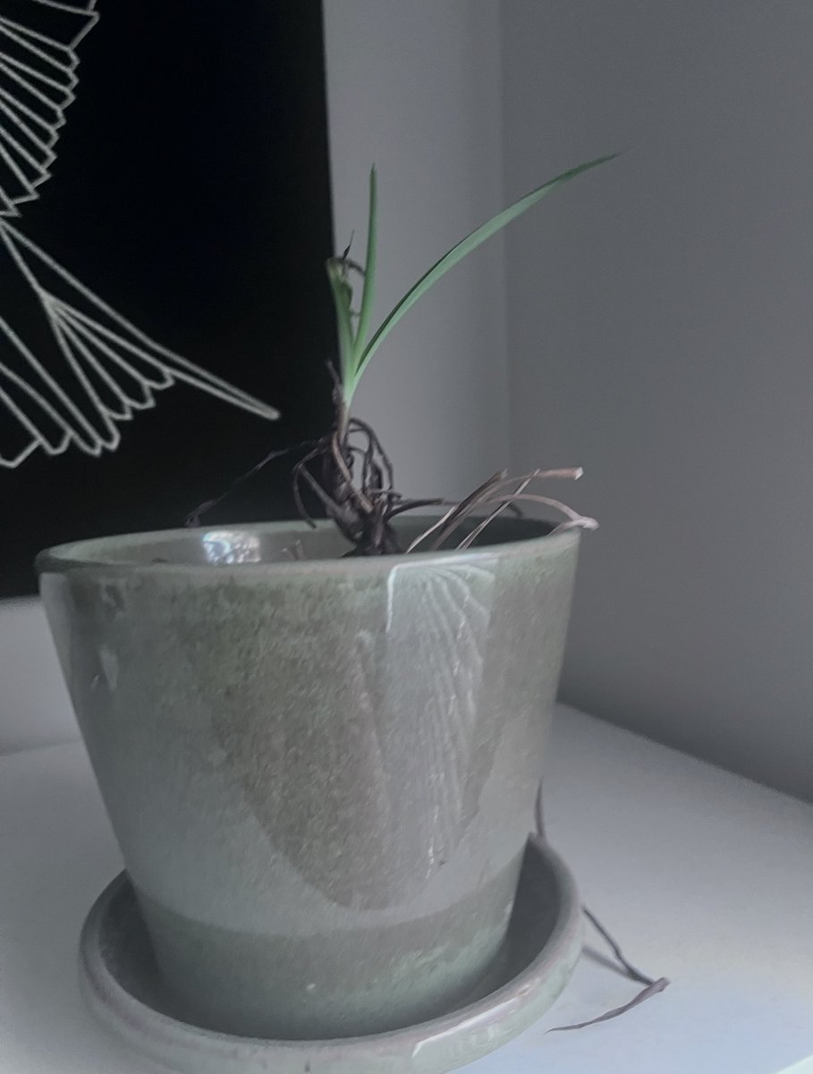 my 11+ year old spider plant that i refuse to give up on