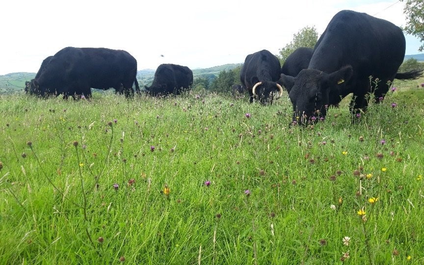 The grass is free.

It grows on land that wouldn't produce human food otherwise. It grows because it evolved to grow there, in that soil, at that altitude, in that climate.

It requires no synthetic fertiliser. No pesticide. No irrigation. No tilling. No diesel. No factory.

It