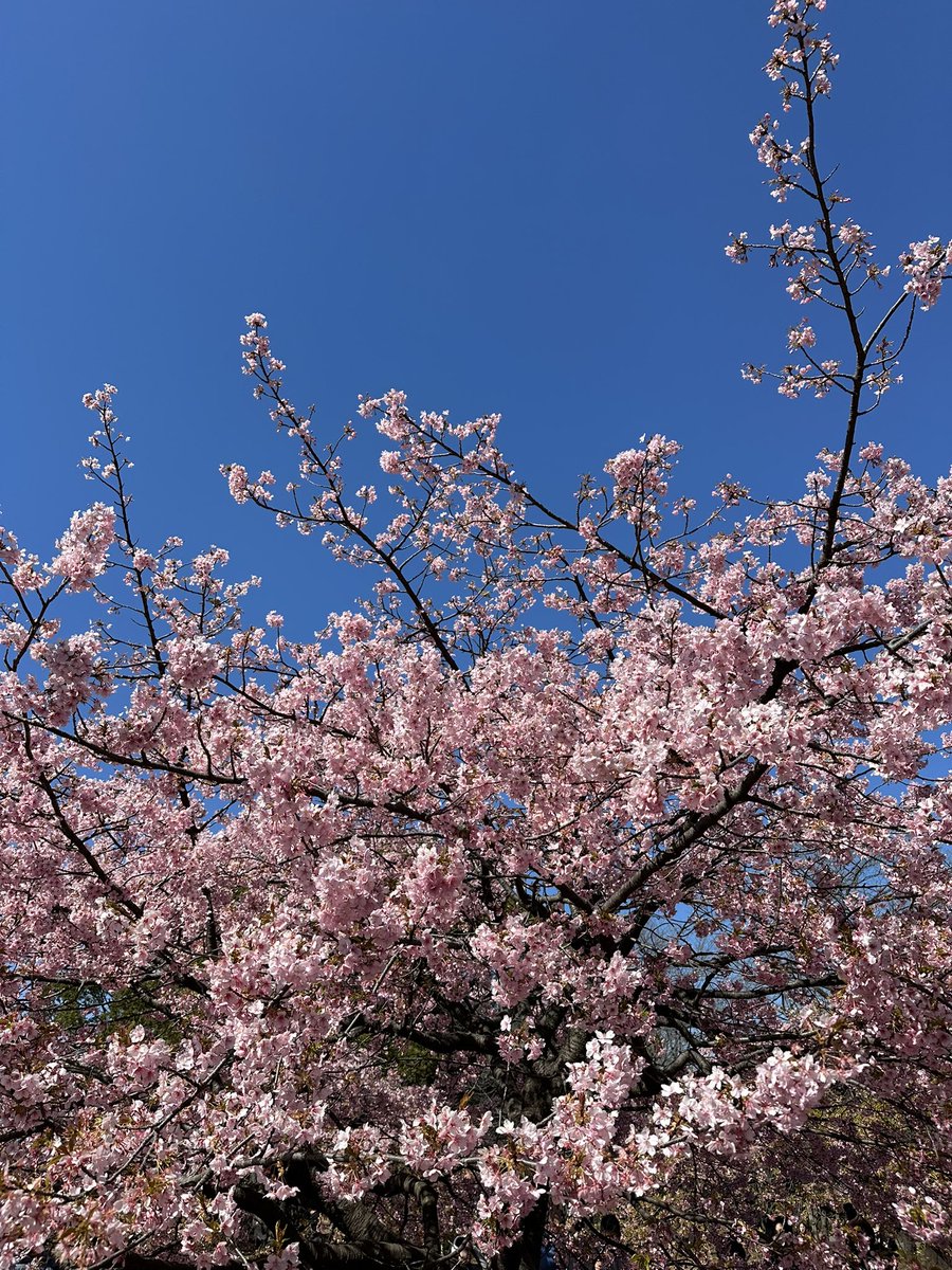 matchabae99's tweet photo. spring is around the corner and everything will be okay https://t.co/jqbHhlS9yz