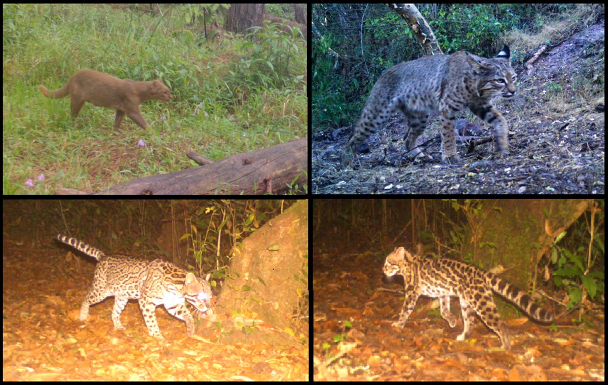 Asociación Mexicana de Mastozoología AC tweet media