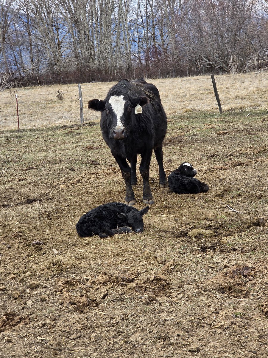 WidnerLindy's tweet photo. This girl is 15. She's been my son's favorite cow all along. Every year I keep thinking this will be her last year and every year she weans a nice calf and is bred 1st cycle. First set of twins. She's put 15 calves on the ground.
She's a pro.
#DoubledDown https://t.co/M5Eriifwth