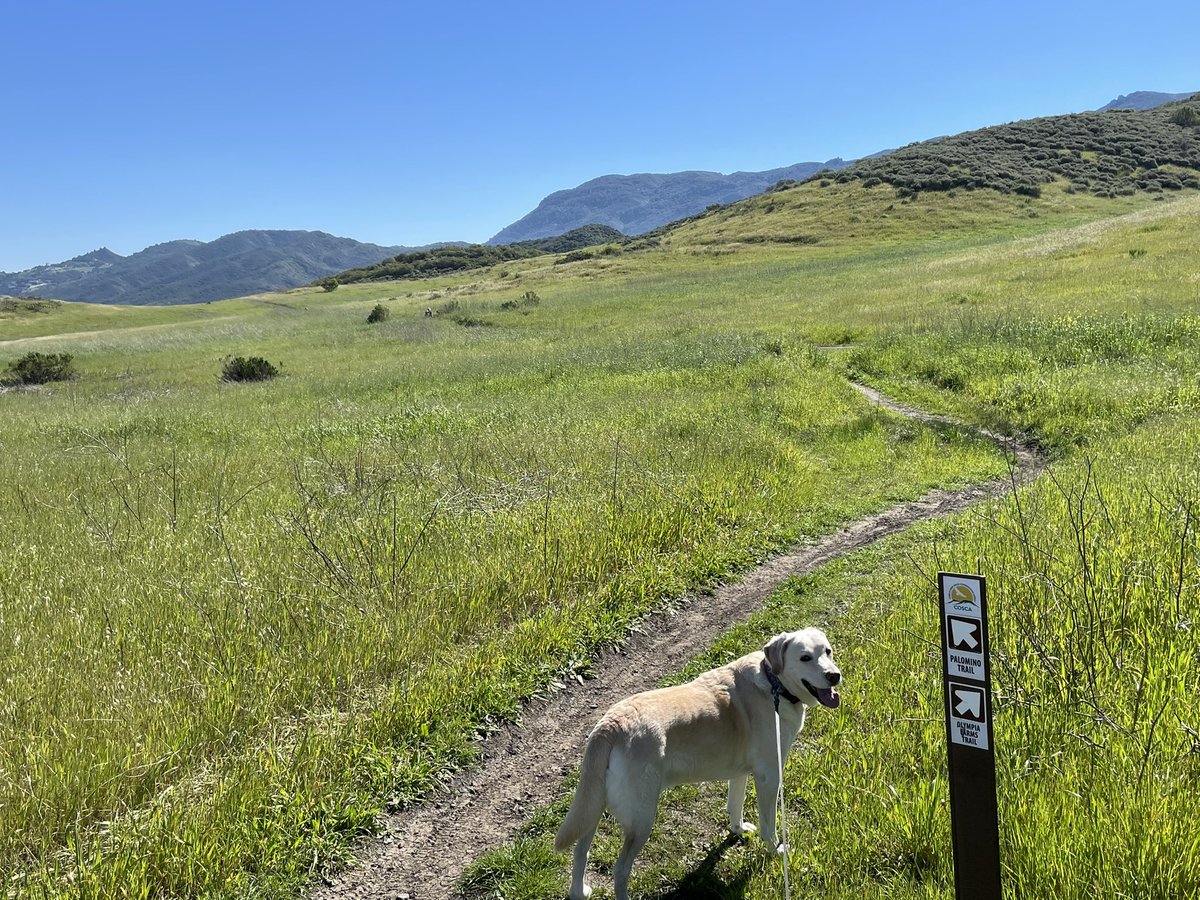 hillypaige2's tweet photo. #coschallenge
Trail 1 of 10 in the @COSChallenge  -
Palomino! Wonderful to see the poppies and lupine blooming.

So great the Challenge is back with a great selection of trails!👏👏
🙏🏻 @COSFoundation 

@VisitConejo @TOAcornNews https://t.co/rdJsbI7DpP
