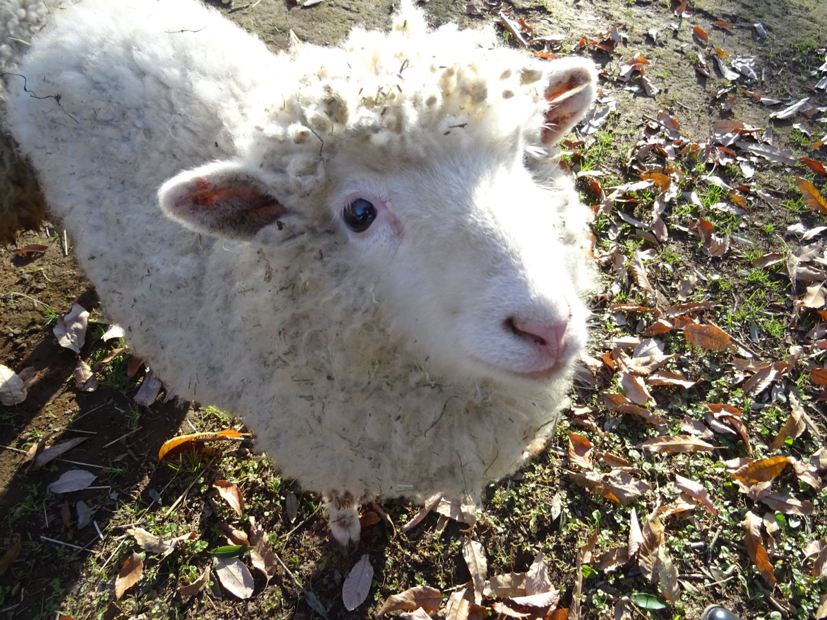 ヒツジノ/一日一羊🐏 tweet media