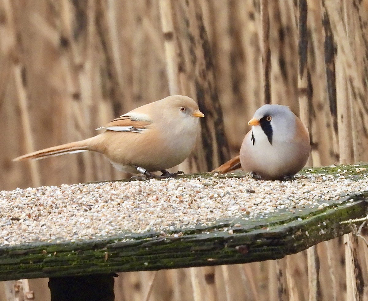 Pauline Gilbertson tweet media