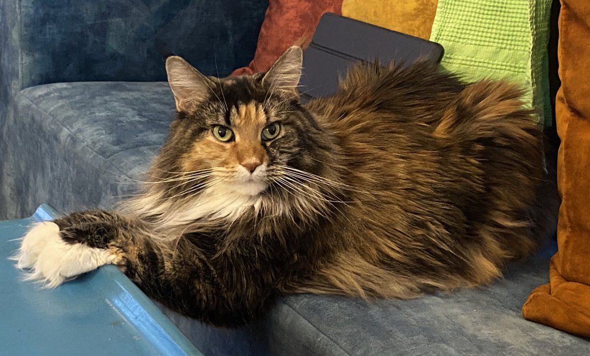 🏠 neighbor saturn 🐶 tweet media