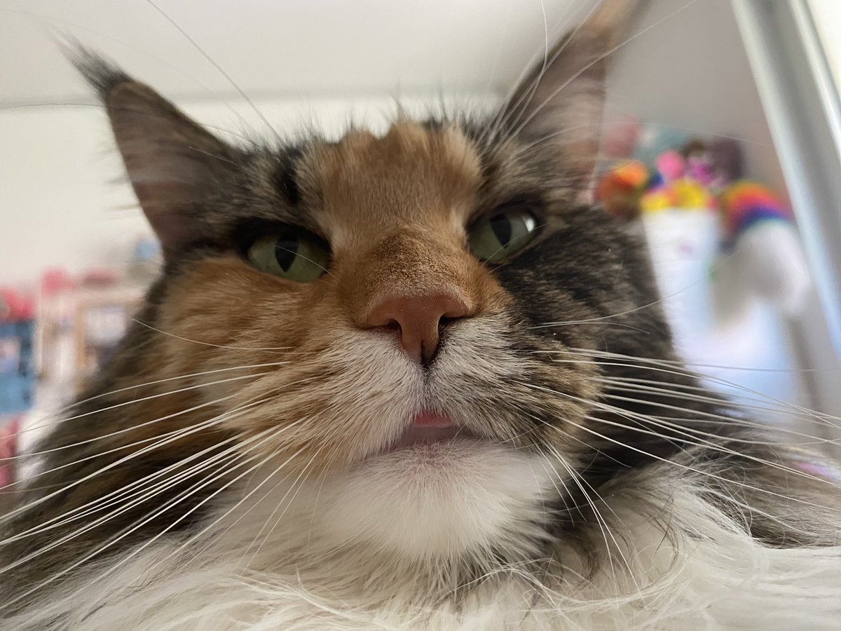 🏠 neighbor saturn 🐶 tweet media