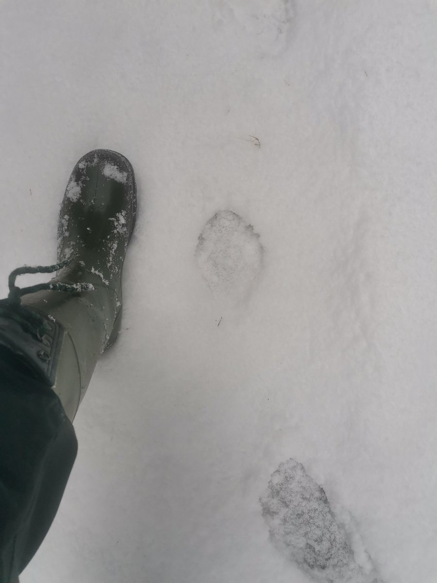 Minkä eläimen jälkiä nämä ovat?