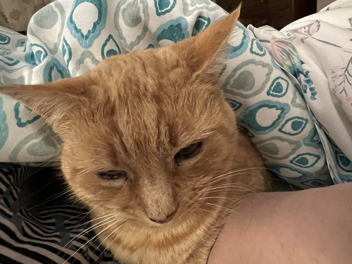 🕷️🌈🏳️‍⚧️MadCatLadyJules tweet media