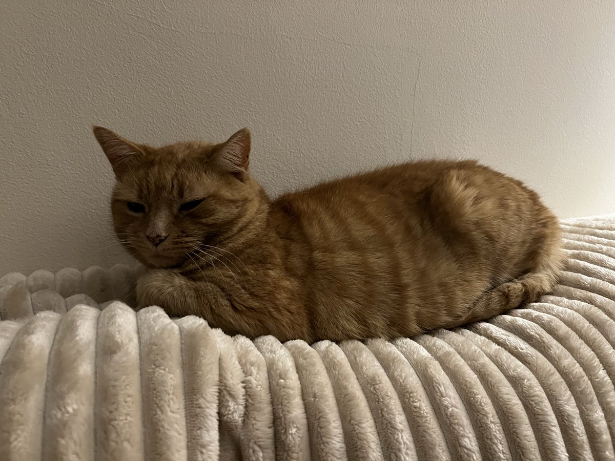 🕷️🌈🏳️‍⚧️MadCatLadyJules tweet media