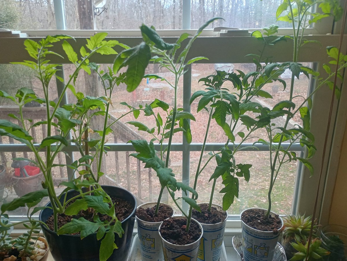 Persopheria (Hela Foxy's cozy self) 🦉🖤⚔️ tweet media