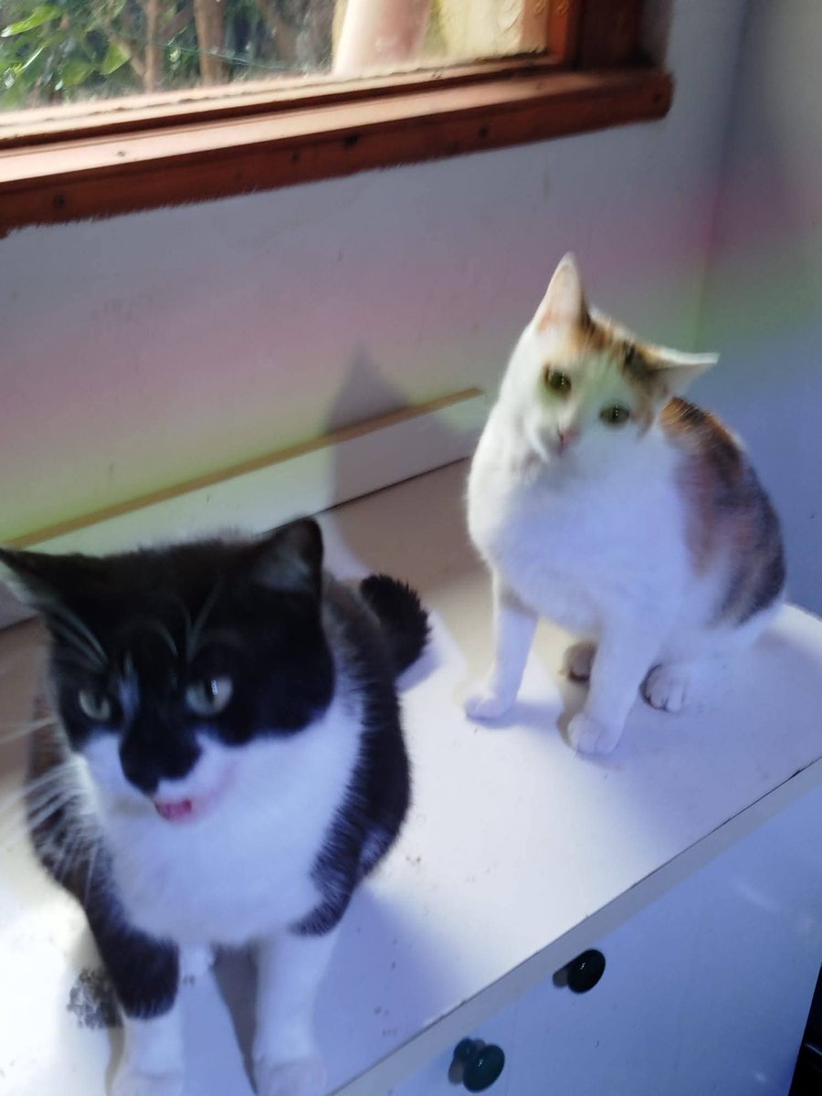 unonlus's tweet photo. 🆘 PALERMO: Mamma #gatta e figlia #cercafamiglia INSIEME. Inseparabili, vivono ora in gabbia per mancanza di spazio dopo un difficile trasferimento. Cerchiamo famiglia consapevole per adozione di coppia. Viaggiano in tutta Italia. WhatsApp:
3926145912
#marj https://t.co/EwkmkAllAw