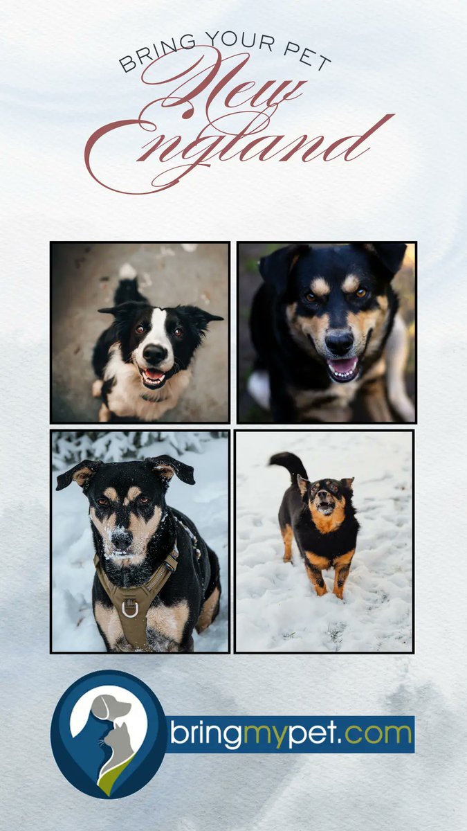 Bring My Pet - https://bringmypet.com tweet media