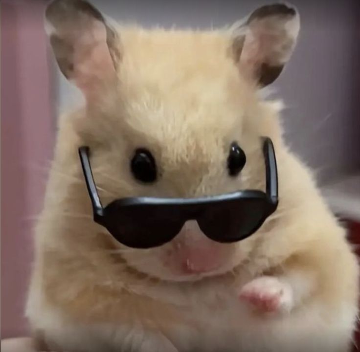 hamjin bot tweet media