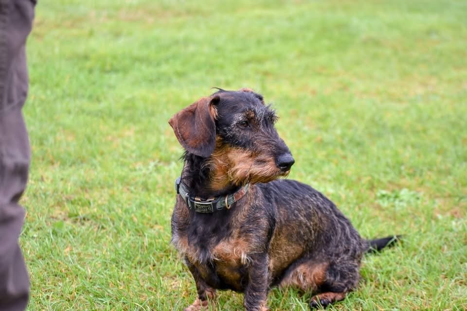 MissingPetsGB's tweet photo. 🐕 Please share to help find  SCHNITZEL, #missing from owners friend’s property, about 1 hour drive from home.
#Waterlooville East Hampshire #PO8 area, last seen 28 February 2026
Please don't chase if seen. Please just call asap. #stolendoghour https://t.co/bDPbfqsnh7