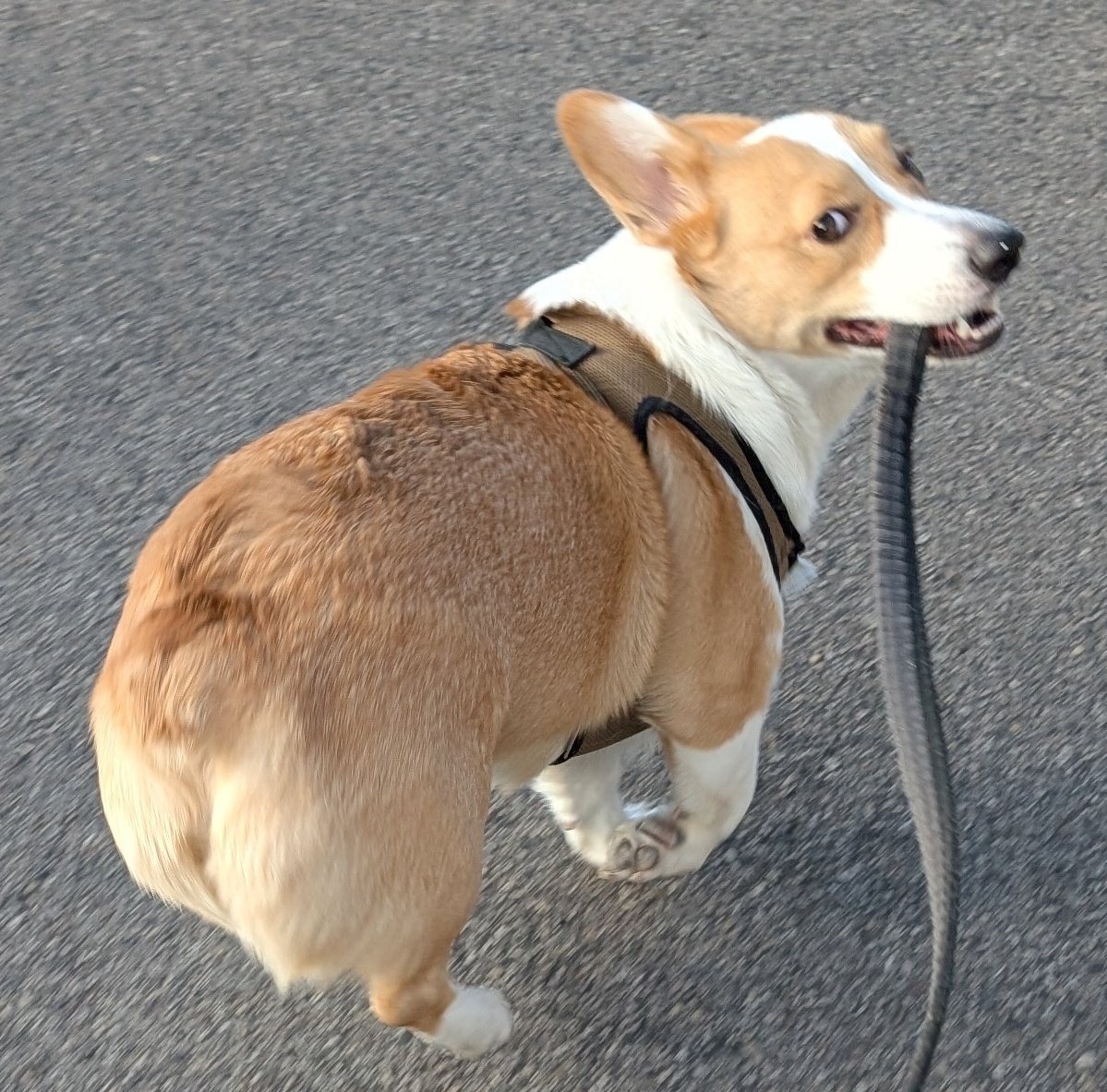 Happy #NationalCorgiDay to my sweet baby boy JoJo. You are the best and most silliest boy I can ask for. 🐶❤️