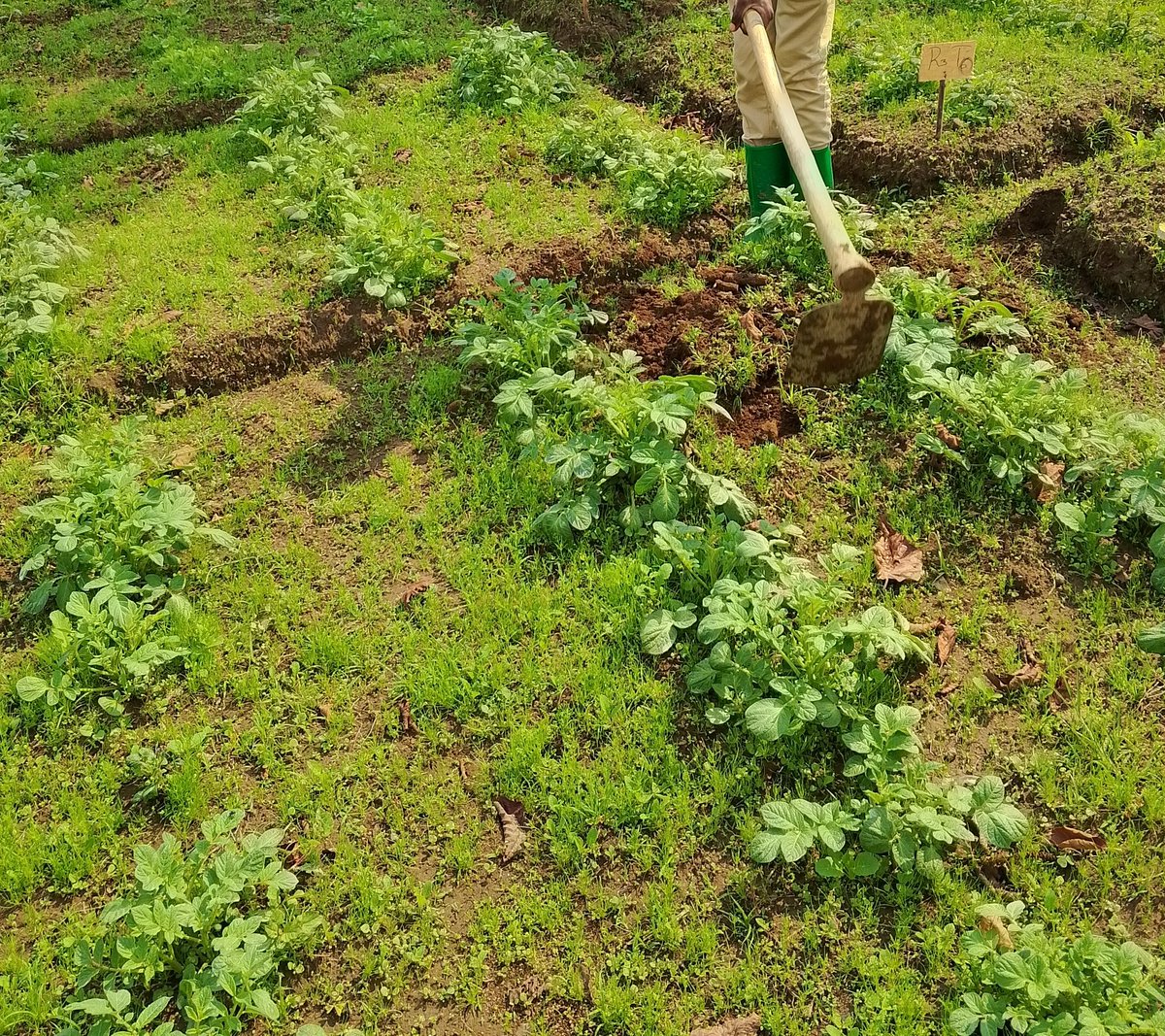 Iradukunda1650's tweet photo. ��Planting potatoes seeds with correct spacing improving growing healthy and more enlargement of tubers or stolons and it improves easy maintaining through earthing up soil around the potatoes line for better enlargement of potatoes 🥔 quality of tubers.
#Spacing https://t.co/bXsBpb1xC8