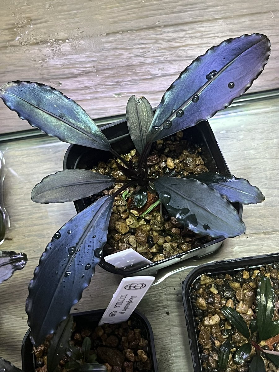 ブセファランドラ