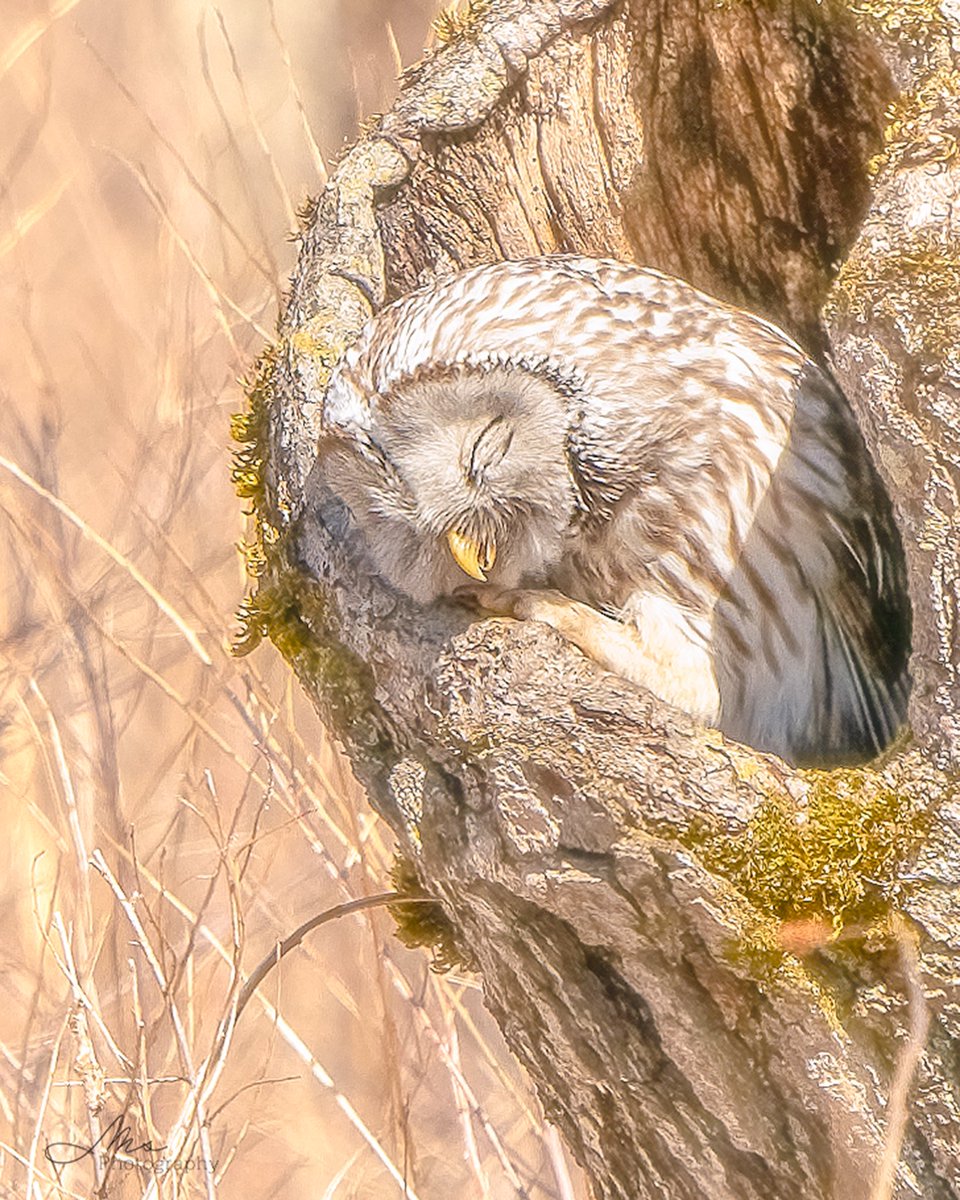 ぽかぽか〜𖤣𖥧𖥣𖡡𖥧𖤣
ほっかいどうのそらのした