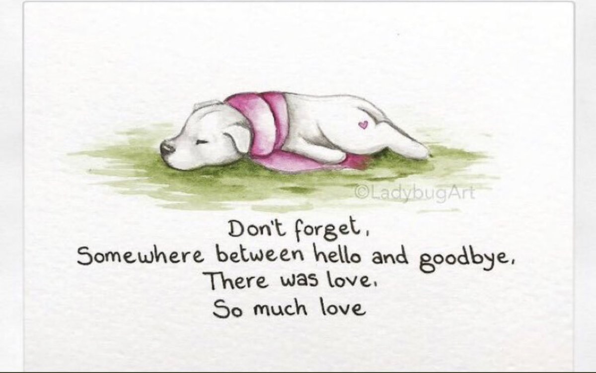 Neil_McIntosh's tweet photo. @DanielRoachLFC #DogsOfTwitter is one of the most supportive & positive communities on this platform. So very sorry for your loss #RIPBarney 🙏🙏🙏🐾🐾🐾 https://t.co/lKQyXVwVia