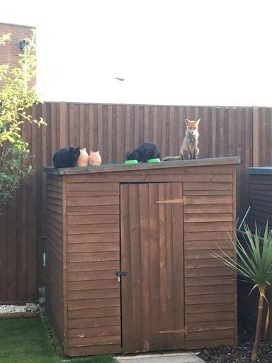 Protect the Wild tweet media