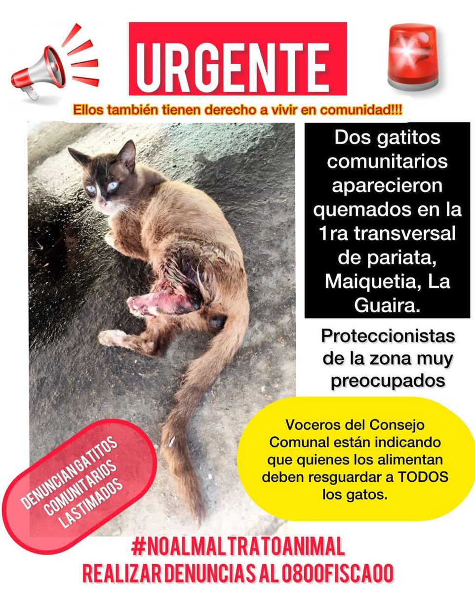 Grave denuncia en Pariata Maiquetia, La Guaira #BastaDeCrueldadAnimal