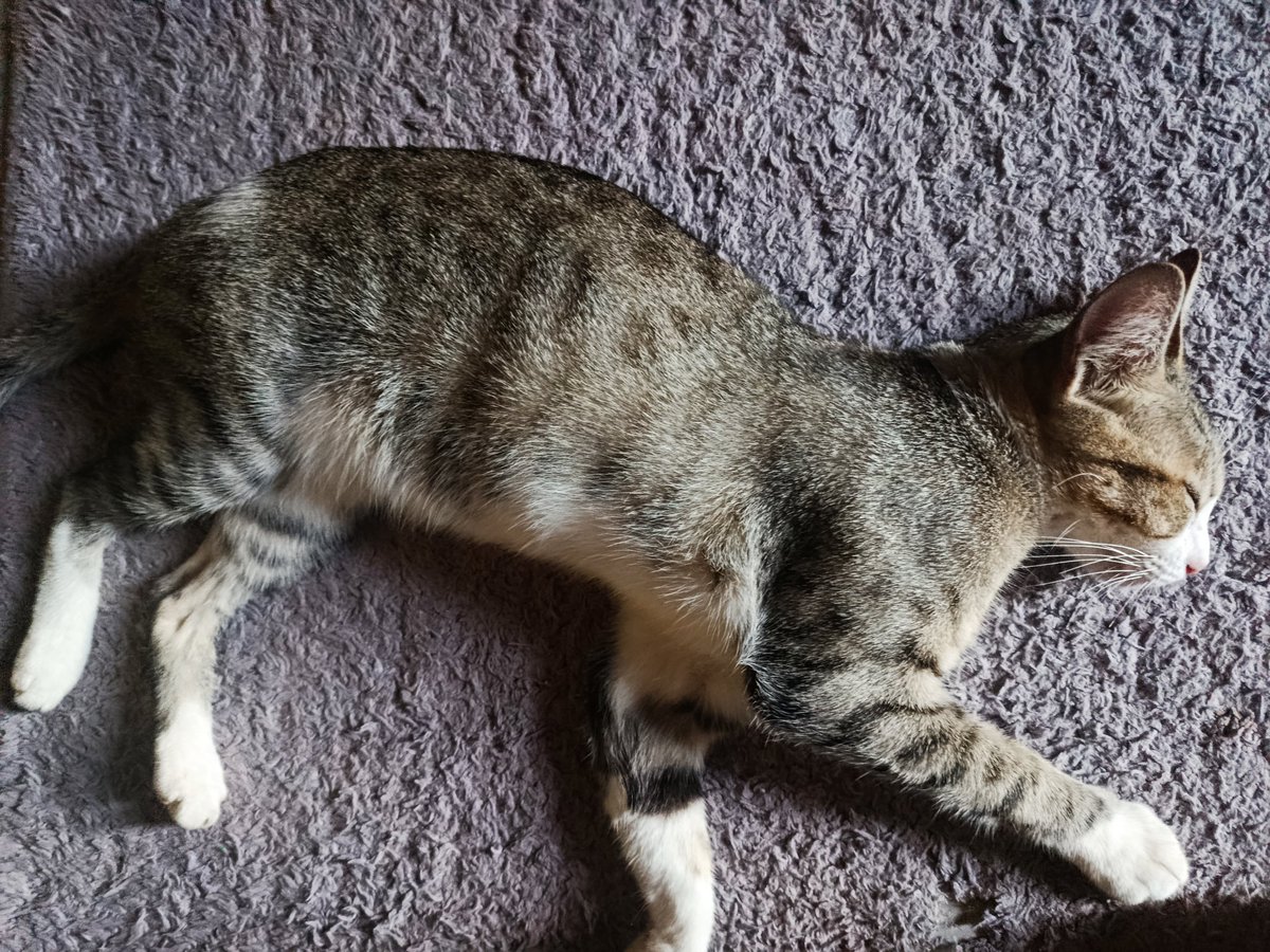 conheçam a Lavínia, ela odeia crianças mas em compensação é uma fofa que ama dar carinho se você não olhar muito nos olhos dela ou respirar perto dela