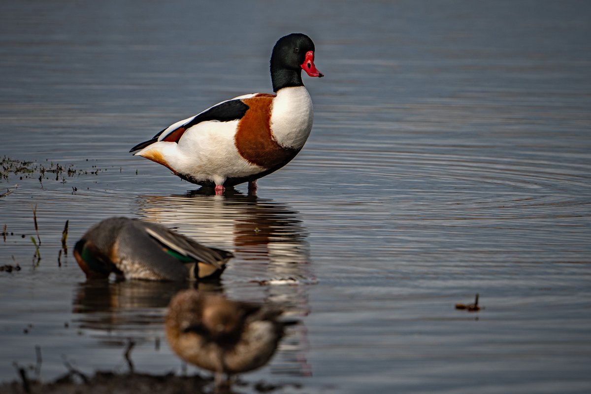 JlphotoV's tweet image. Sunny intervals at Saltholme today.
@teeswildlife @teesbirds1 @teesmouthbc @RSPBSaltholme @TeesvalleyLNP @TeesmouthNNR @OPOTY @WildlifeMag #NaturePhoto #BBCWildlifePOTD #Teesside @PictureTeesside  #ThisisTeesside @EnjoyTeesValley @NorthEastTweets @VisitTeesValley
