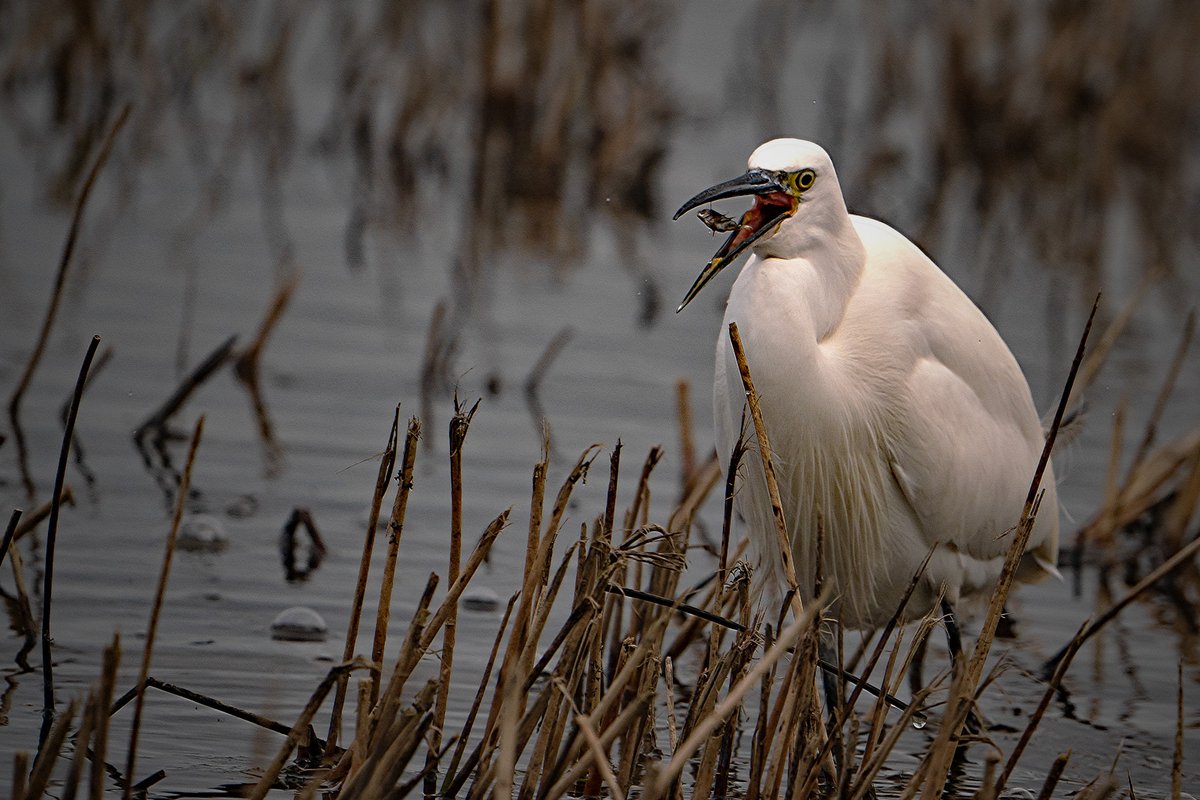 JlphotoV's tweet image. Sunny intervals at Saltholme today.
@teeswildlife @teesbirds1 @teesmouthbc @RSPBSaltholme @TeesvalleyLNP @TeesmouthNNR @OPOTY @WildlifeMag #NaturePhoto #BBCWildlifePOTD #Teesside @PictureTeesside  #ThisisTeesside @EnjoyTeesValley @NorthEastTweets @VisitTeesValley