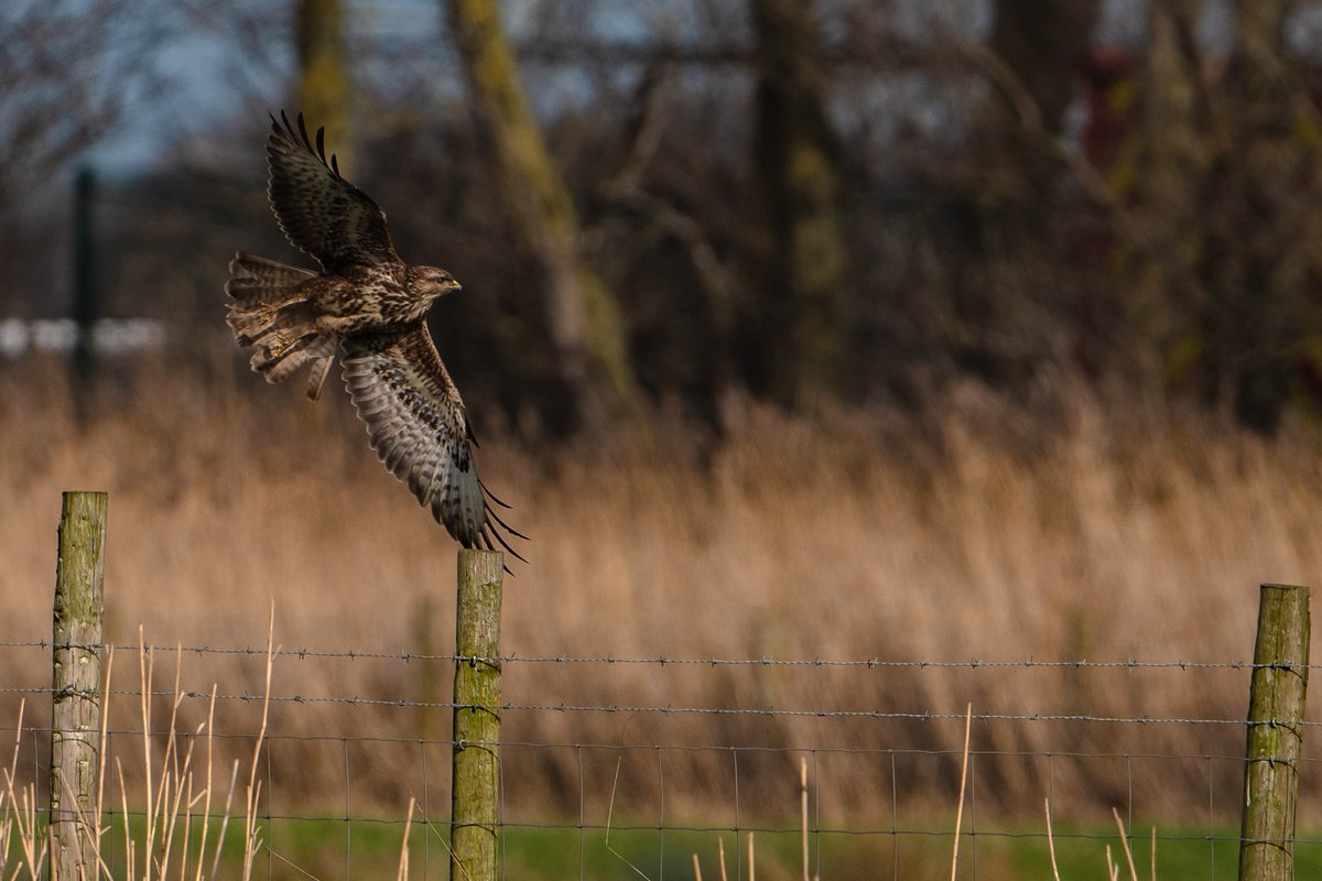JlphotoV's tweet image. Sunny intervals at Saltholme today.
@teeswildlife @teesbirds1 @teesmouthbc @RSPBSaltholme @TeesvalleyLNP @TeesmouthNNR @OPOTY @WildlifeMag #NaturePhoto #BBCWildlifePOTD #Teesside @PictureTeesside  #ThisisTeesside @EnjoyTeesValley @NorthEastTweets @VisitTeesValley