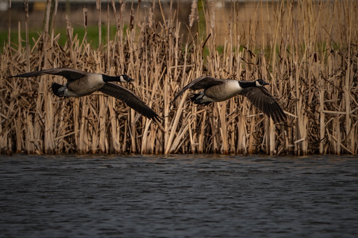 JlphotoV's tweet image. Sunny intervals at Saltholme today.
@teeswildlife @teesbirds1 @teesmouthbc @RSPBSaltholme @TeesvalleyLNP @TeesmouthNNR @OPOTY @WildlifeMag #NaturePhoto #BBCWildlifePOTD #Teesside @PictureTeesside  #ThisisTeesside @EnjoyTeesValley @NorthEastTweets @VisitTeesValley