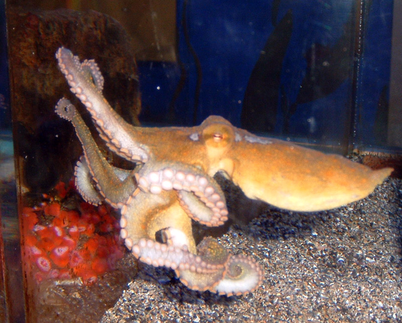 RlyehsHerald's tweet photo. "normal" people pets: Dog, Cat, lizard, maybe snake
Me: Giant Land Snail and an octopus. Gary and Lovecraft. https://t.co/Vzmw4YGjnv