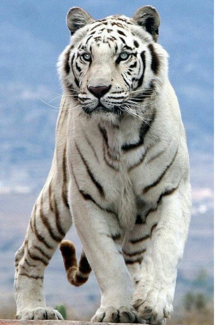 Peter Webster tweet media