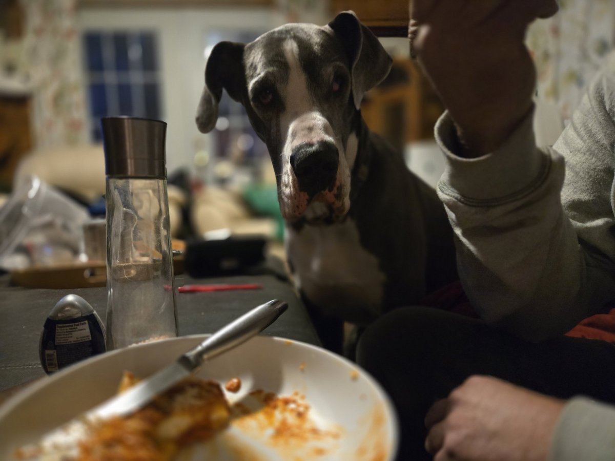 Kanethedane10's tweet photo. Dinner with dad, Canelloni edition. And of course I got to lick the bowl! #dinnerwithdad #dogs #dogsoftwitter #dogsofx https://t.co/vL4yKx459a