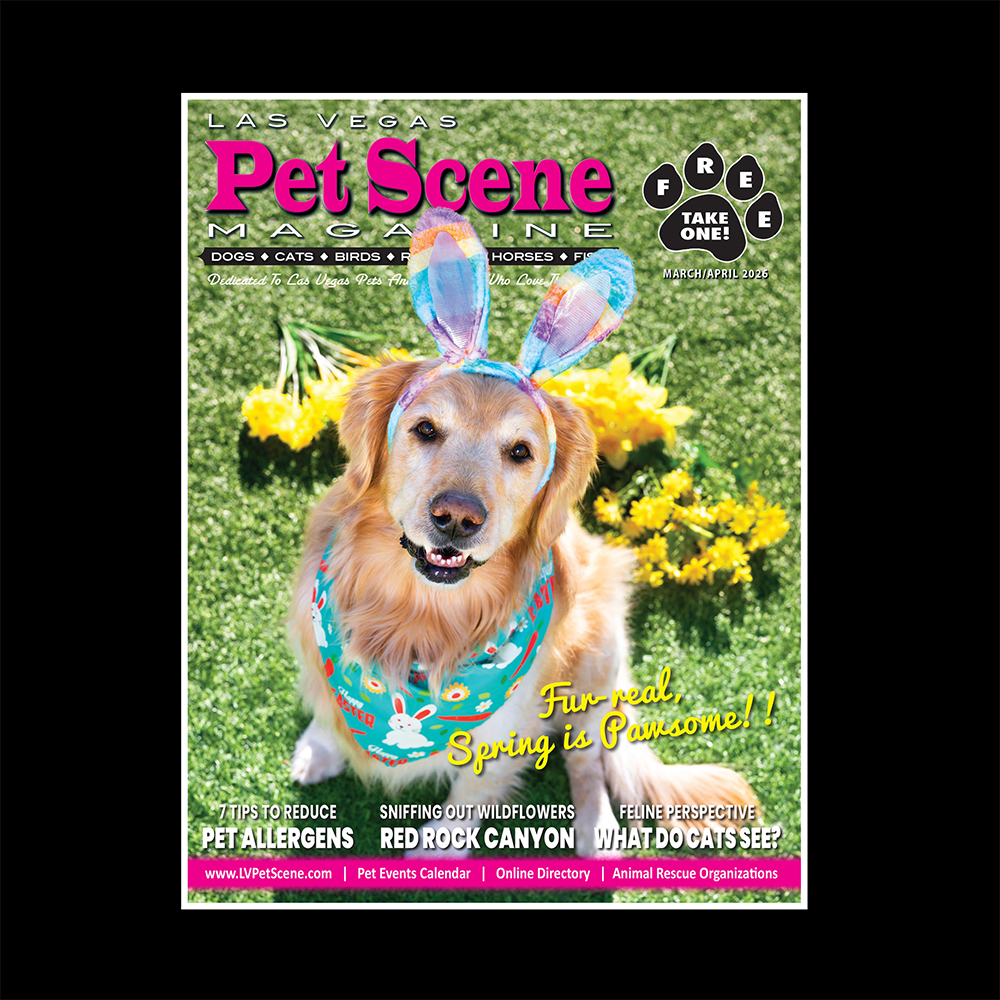 Las Vegas Pet Scene tweet media