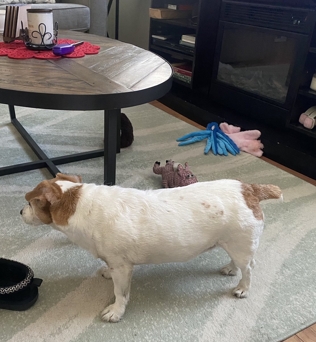 DaisyMaeJack's tweet photo. I took Mum out in da sun today to help her feel better and it was nice even though itโs a lot colder today. Here Iโm displaying my svelt body from snoot to tail. Trying to get dinner early ๐๐พ๐ Happy March! ๐#SundayFunday #dogsofX #march1st https://t.co/A5Ku8yJEH3