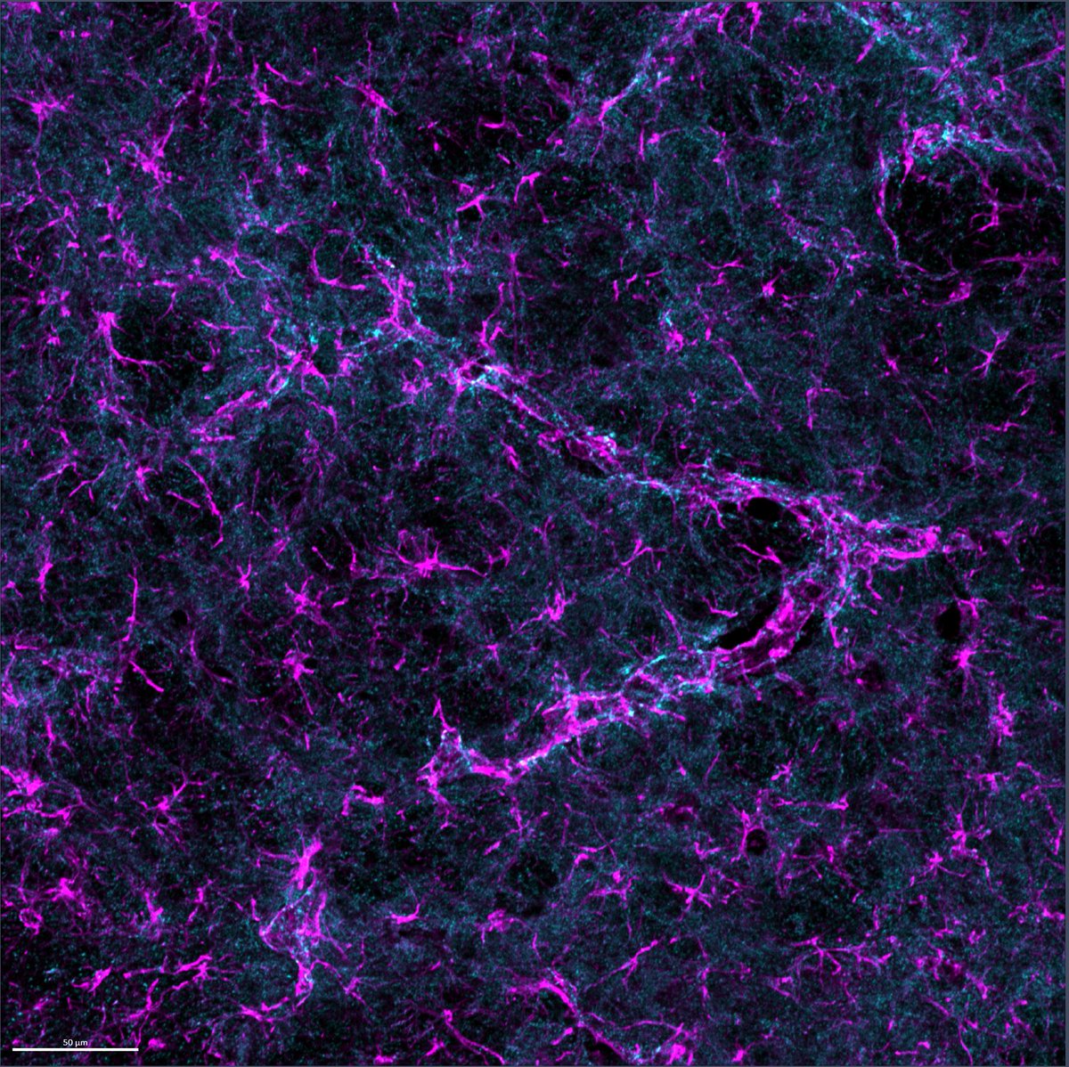 Randy Stout tweet media