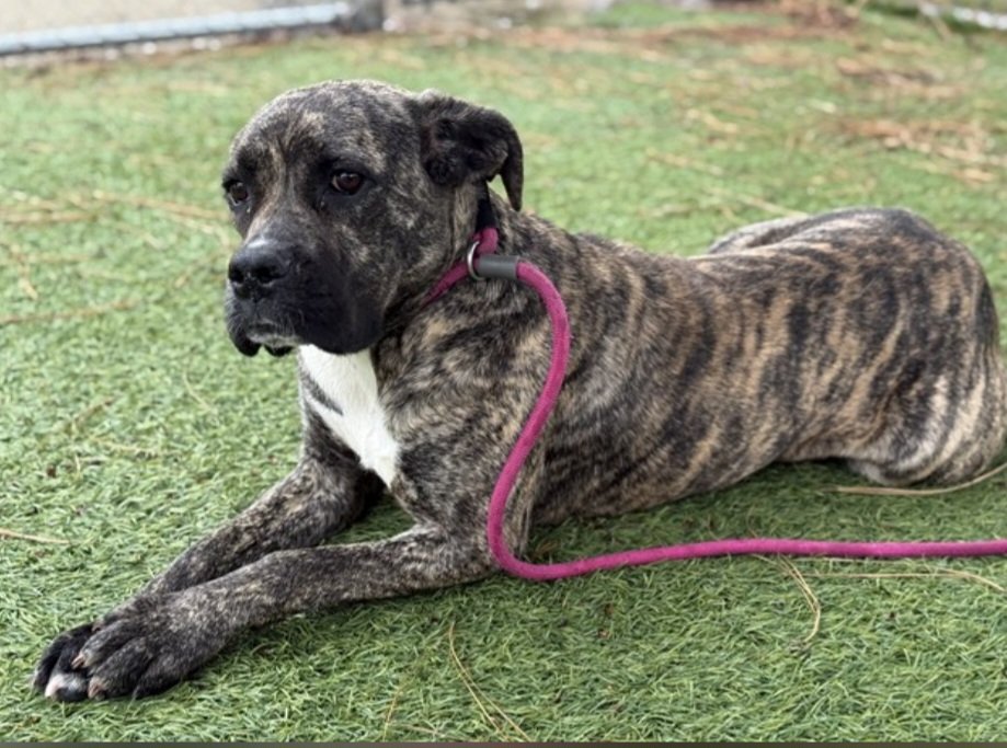 💔 🆘️ 💔 Gorgeous 1 yo brindle girl SEVYN at Downey #California ACC. 56 lbs. So scared initially, shaking all the time. Now she's giving up &amp; shut down 😪 Looking for an adult only home with lots of patience to gently show her love 🙏 more 🔽 
#A5753523
