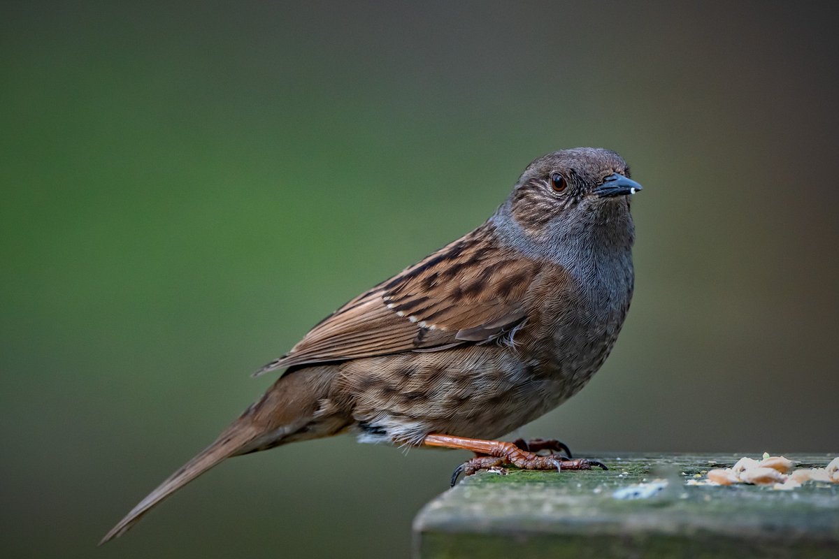 JlphotoV's tweet image. Dunnock at Cowpen Bewley Woodland Park today.
@teeswildlife @teesbirds1 @teesmouthbc @RSPBSaltholme @TeesvalleyLNP @TeesmouthNNR @OPOTY @WildlifeMag #NaturePhoto #BBCWildlifePOTD #Teesside @PictureTeesside  #ThisisTeesside @EnjoyTeesValley @NorthEastTweets @VisitTeesValley