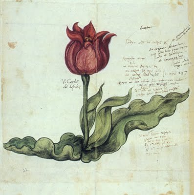 Görseldeki bu lale, dünya botanik tarihi açısından son derece kritik bir öneme sahip olan ve Konrad Gessner  tarafından 1559 yılında çizilen Türk Lalesi illüstrasyonudur.

Avrupa'da bir bilim insanı tarafından gözlemlenen ilk lale olarak kabul edilir.