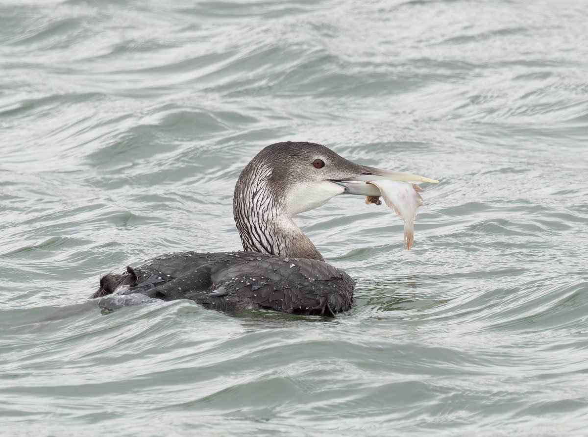 White Billed Diver