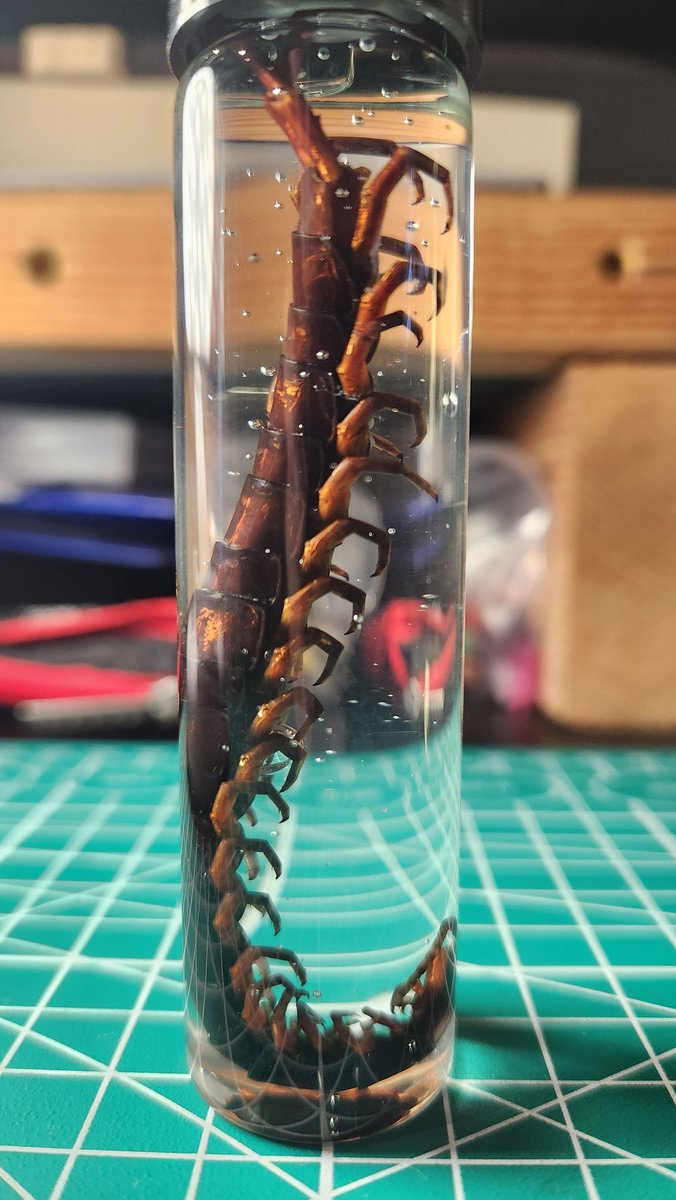 girbigen's tweet photo. centipede mentioned !! https://t.co/2FDD6Oifja