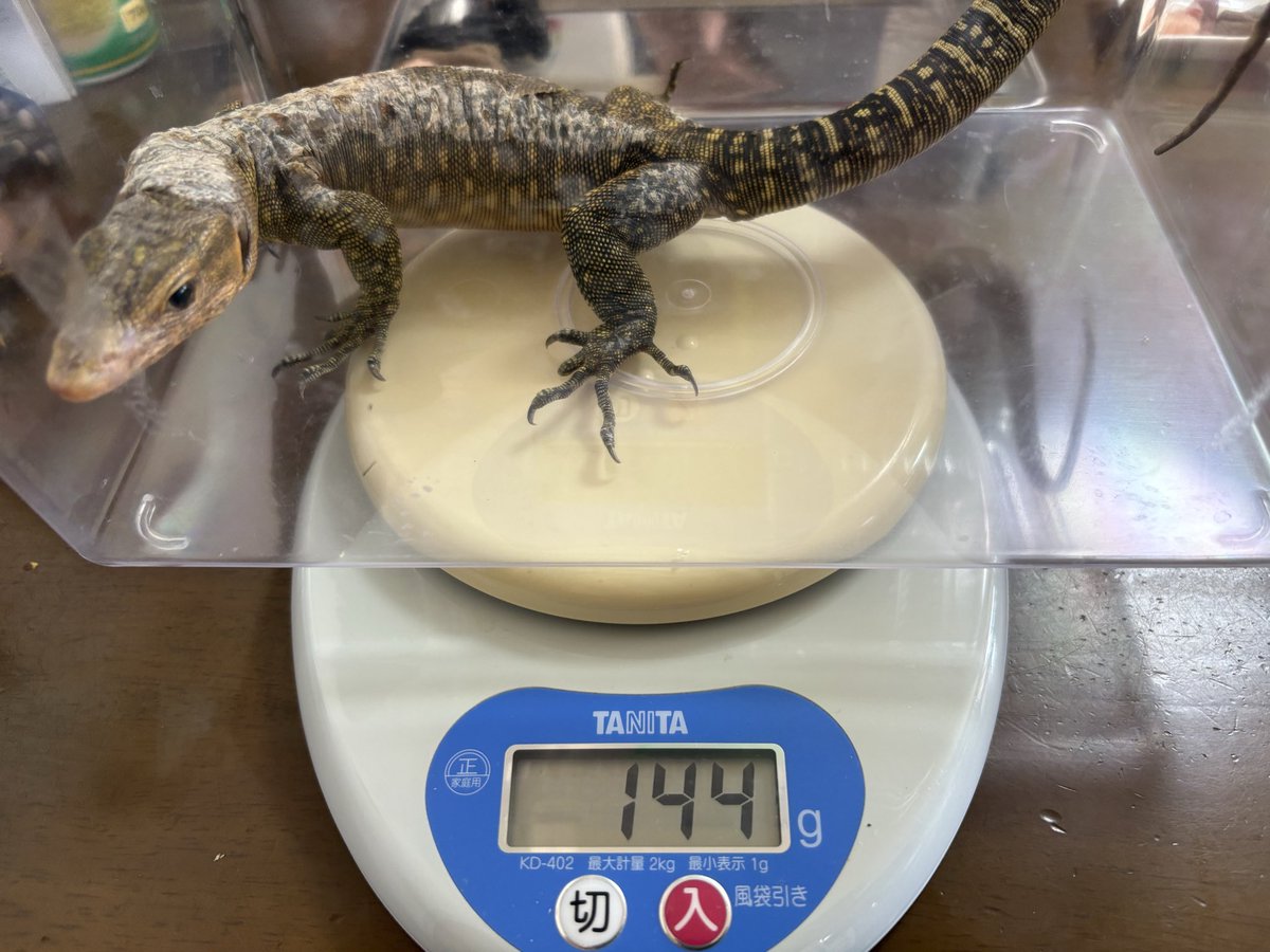 おはようございます。
みんな元気です。
ふーたん144gになりました。
#爬虫類
#両生類
#イエローヘッドモニター
#モリアオガエル